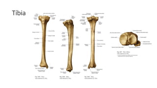Tíbia
 