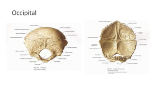 Occipital
 