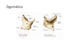 Zigomático
 