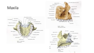 Maxila
 