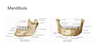 Mandíbula
 