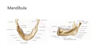 Mandíbula
 