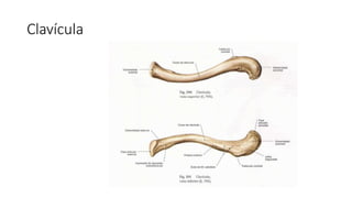 Clavícula
 
