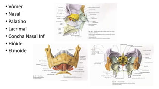 • Vômer
• Nasal
• Palatino
• Lacrimal
• Concha Nasal Inf
• Hióide
• Etmoide
 