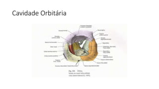Cavidade Orbitária
 