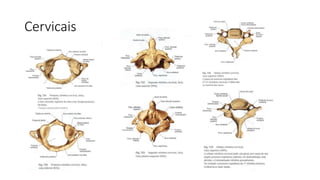 Cervicais
 
