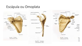 Escápula ou Omoplata
 