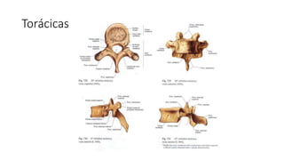Torácicas
 