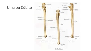 Ulna ou Cúbito
 