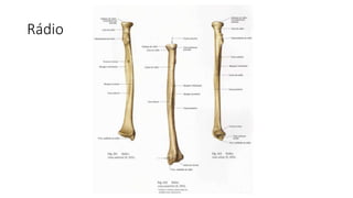 Rádio
 