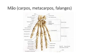 Mão (carpos, metacarpos, falanges)
 