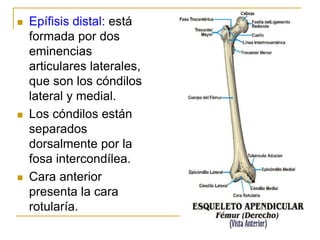 OSTEOLOGIA.ppt