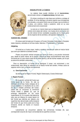 1
ESQUELETO DE LA CABEZA
La cabeza ósea puede dividirse en el neurocráneo,
denominado cráneo y el esplecnocráneo, llamado cara.
El cráneo constituye la caja ósea que contiene y protege al
encéfalo. En él se distingue una parte superior que corresponde
a la bóveda y una parte inferior que es la base, que se divide en
3 pisos, uno anterior, medio y posterior, tanto en su cara
endocraneal como exocraneal.
La cara es un macizo óseo que se desprende de la porción
anterior de la base del cráneo. Los huesos de la cara junto con
los del cráneo forman cavidades ocupadas por la mayor parte
de los órganos de los sentidos y del aparato masticatorio.
HUESOS DEL CRANEO
El cráneo está formado por 8 huesos; el Frontal, Etmoides, Esfenoides y Occipital,
todos impares y ubicados en la línea media. Además, 2 Temporales y 2 Parietales.
FRONTAL
El frontal es un hueso impar, medio y simétrico ubicado por sobre el macizo facial
que cierra por delante la cavidad craneal.
Posee una porción vertical convexa que forma la frente y una porción horizontal
que, desde la parte inferior de la porción vertical se dirige horizontalmente hacia atrás
formando por su cara inferior parte de la órbita (techo) y de las fochas nasales, por lo que
se denomina también orbitonasal.
Para su descripción, al frontal se le distinguen 2 caras: una exocraneal y una
endocraneal, ésta última se relaciona con el lóbulo frontal del cerebro. Ambas caras se
separan entre sí por un borde circunferencial.
a. Cara Exocraneal
Se distinguen la Región Frontal, Región Orbitonasal y Cresta Orbitonasal
1. Región Frontal
Es la porción vertical del hueso que
forma parte de la frente. En ella se
distingue en la línea media vestigios de la
sutura metópica (1) resultante de la unión
de las 2 mitades primitivas del hueso;
sobre ella se encuentra la eminencia
frontal media o glabela (2), que se
prolonga lateralmente en los arcos
superciliares (3). En la parte más lateral de
esta cara se observa la cresta lateral (4)
del frontal que delimita por delante una
superficie lisa denominada carilla temporal
del frontal (5) que forma parte de la fosa
temporal, donde se inserta el musculo
temporal.
Lateralmente se encuentran además las eminencias frontales (6), que
corresponden al punto de mayor convexidad de la superficie convexa
1 2
3
3 4
5
6 6
Este archivo fue descargado de https://filadd.com

F
I
L
A
D
D
.
C
O
M
 