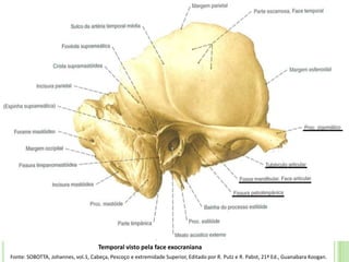 Temporal visto pela face exocraniana
Fonte: SOBOTTA, Johannes, vol.1, Cabeça, Pescoço e extremidade Superior, Editado por R. Putz e R. Pabst, 21ª Ed., Guanabara Koogan.
 