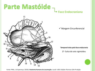 Face Endocraniana




                                                                              Margem Circunferencial




                                                                               Temporal visto pela face endocrania

                                                                                 17- Sulco do seio sigmoideu




Fonte: PINA, J.A.Esperança. (2010). Anatomia Humana da Locomoção. Lousã: LIDEL Edições Técnicas LDA 4ª edição
 
