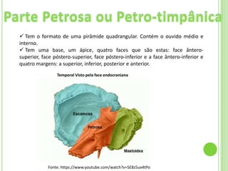  Tem o formato de uma pirâmide quadrangular. Contém o ouvido médio e
interno.
 Tem uma base, um ápice, quatro faces que são estas: face ântero-
superior, face póstero-superior, face póstero-inferior e a face ântero-inferior e
quatro margens: a superior, inferior, posterior e anterior.
                Temporal Visto pela face endocraniana




            Fonte: https://www.youtube.com/watch?v=SE8z5ux4tPo
 