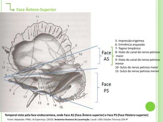Face Ântero-Superior




                                                                                                     5- Impressão trigémea
                                                                                                     6- Eminência arqueada
                                                                                                     7- Tegme timpânico
                                                                                                     8- Hiato do canal do nervo petroso
                                                                                                     maior
                                                                                                     9- Hiato do canal do nervo petroso
                                                                                                     menor
                                                                                                     10- Sulco do nervo petroso maior
                                                                                                     11- Sulco do nervo petroso menor




Temporal visto pela face endocraniana, onde Face AS (Face Ântero-superior) e Face PS (Face Póstero-superior)
 Fonte: Adaptado: PINA, J.A.Esperança. (2010). Anatomia Humana da Locomoção. Lousã: LIDEL Edições Técnicas LDA 4ª
 