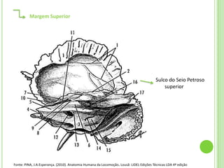 Margem Superior




                                                                                         Sulco do Seio Petroso
                                                                                             superior




Fonte: PINA, J.A.Esperança. (2010). Anatomia Humana da Locomoção. Lousã: LIDEL Edições Técnicas LDA 4ª edição
 