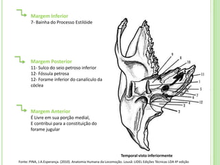 Margem Inferior
       7- Bainha do Processo Estilóide




       Margem Posterior
       11- Sulco do seio petroso inferior
       12- Fóssula petrosa
       12- Forame inferior do canalículo da
       cóclea




       Margem Anterior
       É Livre em sua porção medial,
       E contribui para a constituição do
       forame jugular




                                                                 Temporal visto inferiormente
Fonte: PINA, J.A.Esperança. (2010). Anatomia Humana da Locomoção. Lousã: LIDEL Edições Técnicas LDA 4ª edição
 