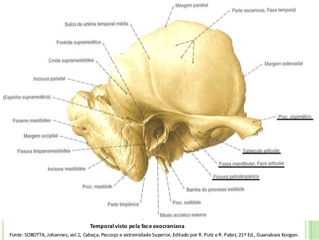 Maxilar (mandíbula) - função, partes, localização e ossos - Anatomia