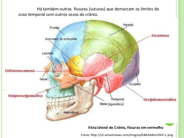 Osso/Bone/Hueso Temporal - Osteologia