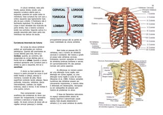 Osteologia Teorico