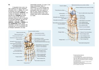 Osteologia Teorico