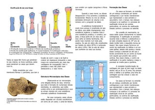 Osteologia Teorico
