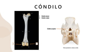 C Ó N D I L O
Vista posterior cráneo cerdo
2
1
1. Cóndilo lateral
2. Cóndilo medial
Cóndilo occipital
 