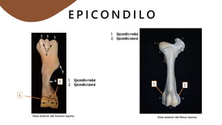 E P I C O N D I L O
Vista anterior del humero equino Vista anterior del fémur bovino
1
1 2
2
1. Epicondilo medial
2. Epicondilo lateral
1. Epicondilo medial
2. Epicondilo lateral
 