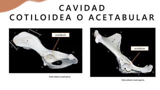 C A V I D A D
C O T I L O I D E A O A C E T A B U L A R
Vista lateral coxal perro
Vista lateral coxal equino
acetábulo
acetábulo
 