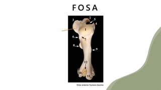 F O S A
Vista anterior humero bovino
 