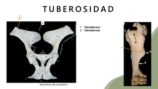T U B E R O S I D A D
Vista Anterior del coxal Equino
1. Tuberosidad sacra
2. Tuberosidad coxal
2
1
 