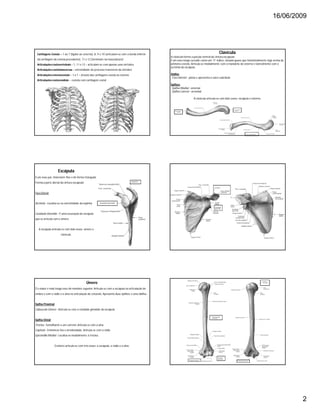 16/06/2009
2
Cartilagens Costais – 1 ao 7 (ligdos ao esterno), 8, 9 e 10 (articulam-se com a borda inferior
da cartilagem da costela precedente), 11 e 12 (terminam na musculatura)
Articulaçõescostovertebrais – 1, 11 e 12 – articulam-se com apenas uma vértebra.
Articulaçõescostotransversas – extremidade do processo transverso da vértebra
Articulaçõesesternocostais – 1 a 7 – através das cartilagens costais ao esterno
Articulaçõescostocondrais – costela com cartilagem costal
Clavícula
A clavícula forma a porção ventral da cintura escapular.
É um osso longo curvado como um “S” itálico, situado quase que horizontalmente logo acima da
primeira costela. Articula-se medialmente com o manúbrio do esterno e lateralmente com o
acrômio da escápula.
Diáfise
FaceInferior - plana e apresenta o sulco subclávio
Epífises
Epífise Medial - esternal
Epífise Lateral – acromial
A clavícula articula-se com dois ossos: escápula e esterno.
Escápula
É um osso par, chato bem fino e de forma triangular.
Forma a parte dorsal da cintura escapular.
Face Dorsal
Acrômio - Localiza-se na extremidade da espinha
Cavidade Glenóide - É uma escavação da escápula
que se articula com o úmero
A escápula articula-se com dois ossos: úmero e
clavícula.
Úmero
É o maior e mais longo osso do membro superior. Articula-se com a escápula na articulação do
ombro e com o rádio e a ulna na articulação do cotovelo. Apresenta duas epífises e uma diáfise.
Epífise Proximal
Cabeçado Úmero - Articula-se com a cavidade glenóide da escápula
Epífise Distal
Tróclea - Semelhante a um carretel. Articula-se com a ulna
Capítulo - Eminência lisa e arredondada. Articula-se com o rádio
Epicôndilo Medial - Localiza-se medialmente à tróclea.
O úmero articula-se com três ossos: a escápula, o rádio e a ulna.
 