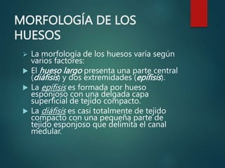 MORFOLOGÍA DE LOS
HUESOS
 La morfología de los huesos varía según
varios factores:
 El hueso largo presenta una parte central
(diáfisis) y dos extremidades (epífisis).
 La epífisis es formada por hueso
esponjoso con una delgada capa
superficial de tejido compacto.
 La diáfisis es casi totalmente de tejido
compacto con una pequeña parte de
tejido esponjoso que delimita el canal
medular.
 