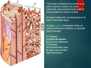 1 El hueso cortical se encuentra en la
parte externa y rodea a la parte
trabecular. Aproximadamente el 80 %
del esqueleto es hueso cortical.
2 Hueso trabecular: se encuentra en el
interior del tejido óseo.
3 Cada sistema haversiano tiene un
canal central que contiene un paquete
neurovascular.
4 Colágeno
5 Canal de Havers
6 Canal de Volkmann
7 Periostio
8 Revestimiento óseo
9 Vasos del periostio
10 Osteoclastos
 