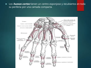  Los huesos cortos tienen un centro esponjoso y recubiertos en toda
su periferia por una camada compacta.
 