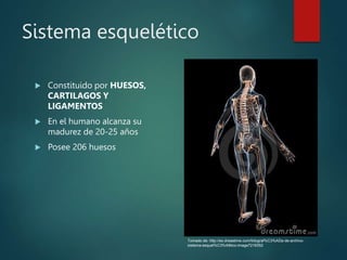 Sistema esquelético
 Constituido por HUESOS,
CARTILAGOS Y
LIGAMENTOS
 En el humano alcanza su
madurez de 20-25 años
 Posee 206 huesos
Tomado de: http://es.dreastime.com/fotograf%C3%ADa-de-archivo-
sistema-esquel%C3%A9tico-image7218352
 