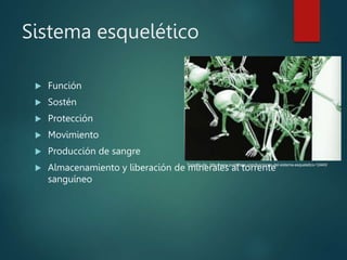 Sistema esquelético
 Función
 Sostén
 Protección
 Movimiento
 Producción de sangre
 Almacenamiento y liberación de minerales al torrente
sanguíneo
Tomado de: http://www.puntofape.com/funciones-del-sistema-esqueletico-12443/
 