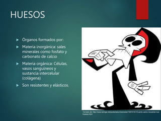 HUESOS
 Órganos formados por:
 Materia inorgánica: sales
minerales como fosfato y
carbonato de calcio
 Materia orgánica: Células,
vasos sanguíneos y
sustancia intercelular
(colágena)
 Son resistentes y elásticos.
Tomado de: http://www.taringa.net/posts/salud-bienestar/16574161/Cuanto-calcio-necesitan-tus-
huesos.html
 