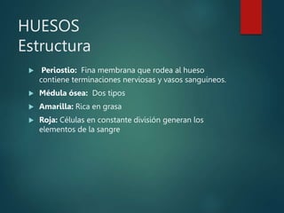 HUESOS
Estructura
 Periostio: Fina membrana que rodea al hueso
contiene terminaciones nerviosas y vasos sanguíneos.
 Médula ósea: Dos tipos
 Amarilla: Rica en grasa
 Roja: Células en constante división generan los
elementos de la sangre
 