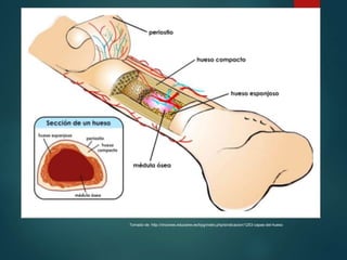 Tomado de: http://rincones.educarex.es/byg/index.php/sindicacion/1253-capas-del-hueso
 