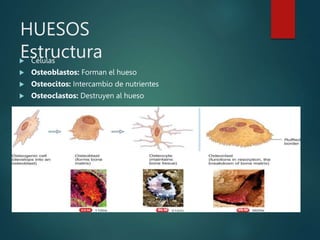 HUESOS
Estructura
 Células
 Osteoblastos: Forman el hueso
 Osteocitos: Intercambio de nutrientes
 Osteoclastos: Destruyen al hueso
Tomado de: http://www.uaz.edu.mx/histo/TortorAna/ch06/ch06.htm
 