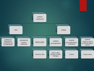 HUESOS
clasificación
TIPO
COMPACTO
Disposición
concéntrica de
sus elementos
ESPONJOSO
Forman
trabéculas
FORMA
IRREGULARES
Columna, oído
LARGOS
eje longitudinal
Fémur, tibia,
peroné, el radio,
falanges
PLANOS
eje longitudinal y
transversal
Cráneo
CORTOS
miden lo mismo
en ancho, largo y
grosor
Carpo y tarso
 