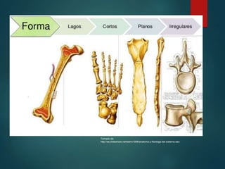 Tomado de:
http://es.slideshare.net/tasho1998/anatoma-y-fisiologa-del-sistema-seo
 