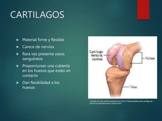 CARTILAGOS
 Material firme y flexible
 Carece de nervios
 Rara vez presenta vasos
sanguíneos
 Proporcionan una cubierta
en los huesos que están en
contacto
 Dan flexibilidad a los
huesos
Tomado de: http://alimentosparacurar.com/n/179/propiedades-del-cartilago-de-
tiburon-en-articulaciones-y-huesos.html
 