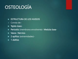 OSTEOLOGÍA
 ESTRUCTURA DE LOS HUESOS
 Consta de:-
 Tejido óseo-
 Periostio (membrana envolvente)- Medula ósea-
 Vasos- Nervios-
 2 epífisis (extremidades)-
 1 diáfisis
 