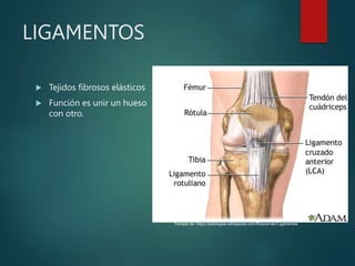 LIGAMENTOS
 Tejidos fibrosos elásticos
 Función es unir un hueso
con otro.
Tomado de: https://patologias.wikispaces.com/Rotura+de+Ligamentos
 