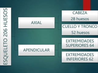 ESQUELETO
206
HUESOS
AXIAL
CABEZA
28 huesos
CUELLO Y TRONCO
52 huesos
APENDICULAR
EXTREMIDADES
SUPERIORES 64
EXTREMIDADES
INFERIORES 62
 
