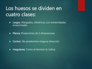 Los huesos se dividen en
cuatro clases:
 Largos :Alargados, cilíndricos con extremidades
ensanchadas.
 Planos :Predominio de 2 dimensiones
 Cortos:: No predomina ninguna dirección
 Irregulares: Como el término lo indica.
 